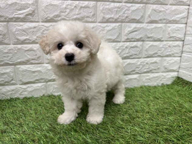 新潟県のビションフリーゼ (アミーゴ新潟小新店/2026年3月1日生まれ/女の子/ホワイト)の子犬