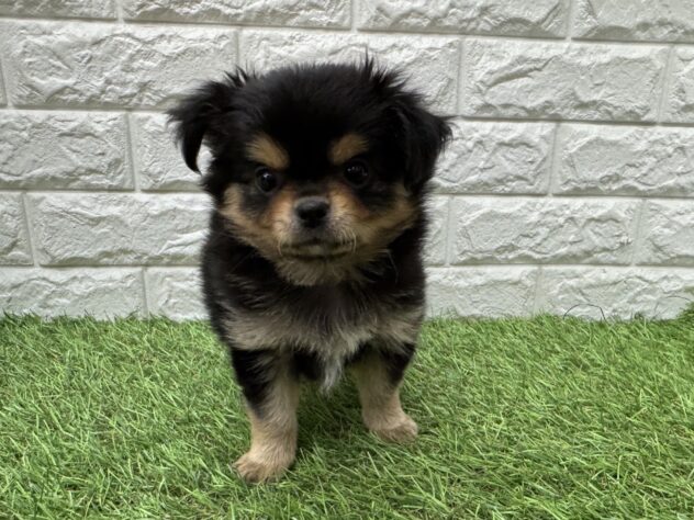 新潟県のチワワ(ロング) (アミーゴ新潟小新店/2026年3月1日生まれ/女の子/ブラックタン)の子犬