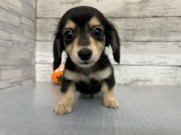 広島県のハーフ犬・ミックス犬 (アミーゴ多治米店/2026年3月9日生まれ/男の子/ブラックタン)の子犬