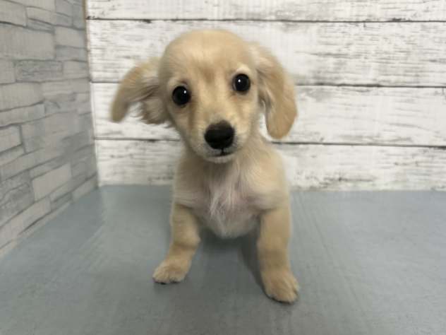 広島県のハーフ犬・ミックス犬 (アミーゴ多治米店/2026年3月9日生まれ/男の子/クリーム)の子犬