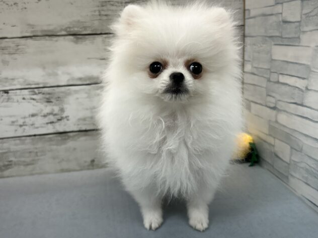 広島県のポメラニアン (アミーゴ多治米店/2026年2月3日生まれ/男の子/クリーム)の子犬の1枚目の画像