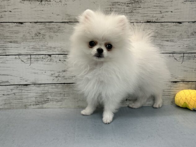 広島県のポメラニアン (アミーゴ多治米店/2026年2月3日生まれ/男の子/クリーム)の子犬の2枚目の画像