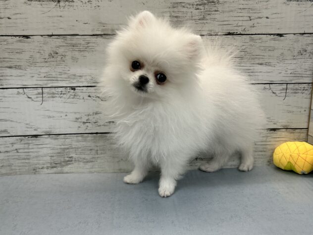 広島県のポメラニアン (アミーゴ多治米店/2026年2月3日生まれ/男の子/クリーム)の子犬の3枚目の画像