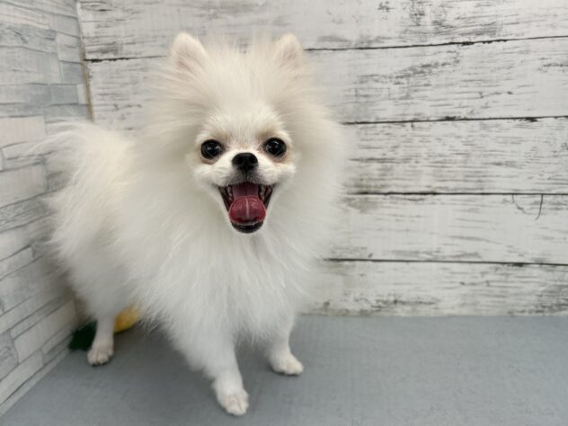 広島県のポメラニアン (アミーゴ多治米店/2026年2月3日生まれ/男の子/クリーム)の子犬の2枚目の画像