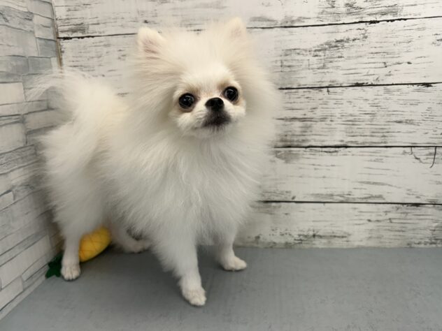 広島県のポメラニアン (アミーゴ多治米店/2026年2月3日生まれ/男の子/クリーム)の子犬の3枚目の画像