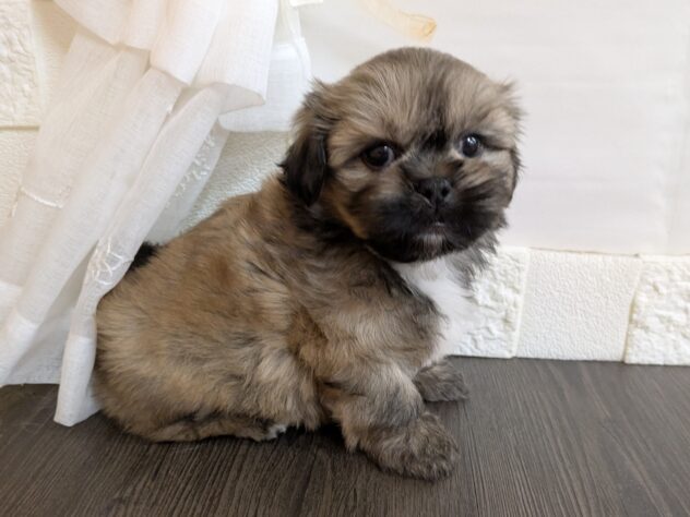 宮城県のハーフ犬・ミックス犬 (アミーゴ古川駅前店/2026年3月1日生まれ/女の子/フォーン)の子犬の2枚目の画像