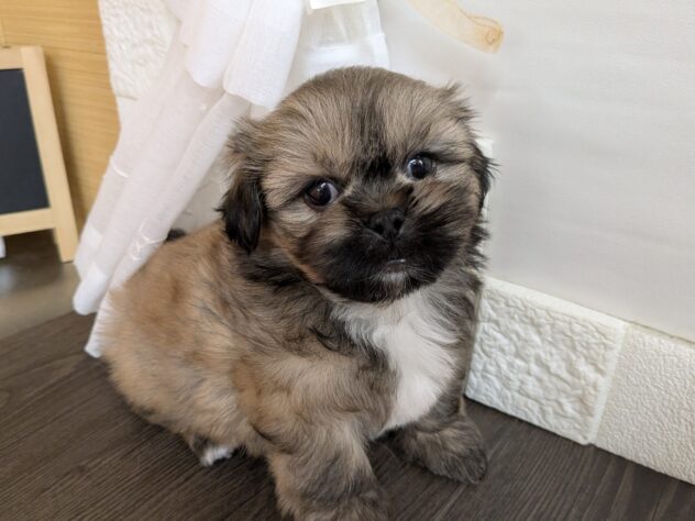 宮城県のハーフ犬・ミックス犬 (アミーゴ古川駅前店/2026年3月1日生まれ/女の子/フォーン)の子犬の1枚目の画像