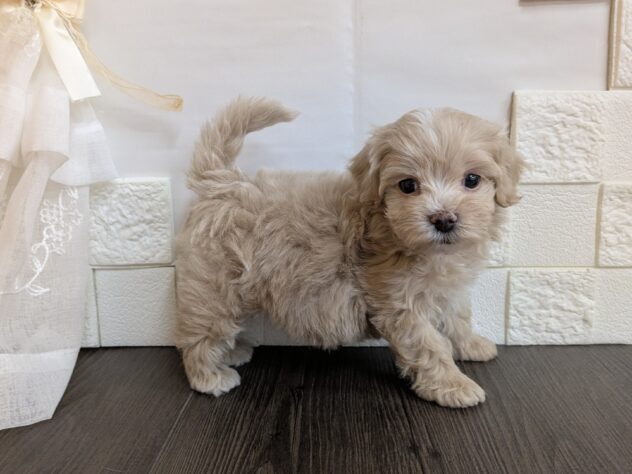 宮城県のハーフ犬・ミックス犬 (アミーゴ古川駅前店/2026年2月22日生まれ/男の子/クリーム)の子犬の2枚目の画像