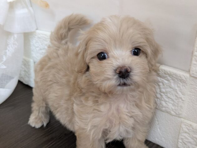 宮城県のハーフ犬・ミックス犬 (アミーゴ古川駅前店/2026年2月22日生まれ/男の子/クリーム)の子犬の1枚目の画像