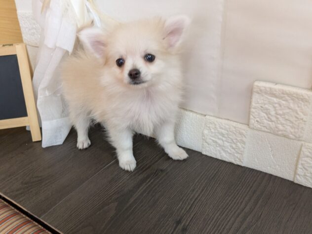 宮城県のハーフ犬・ミックス犬 (アミーゴ古川駅前店/2026年3月4日生まれ/女の子/クリーム)の子犬の1枚目の画像