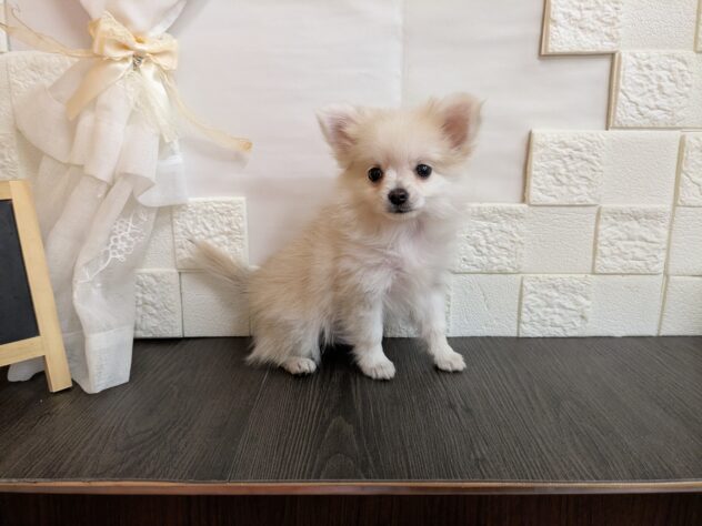 宮城県のハーフ犬・ミックス犬 (アミーゴ古川駅前店/2026年3月4日生まれ/女の子/クリーム)の子犬の2枚目の画像