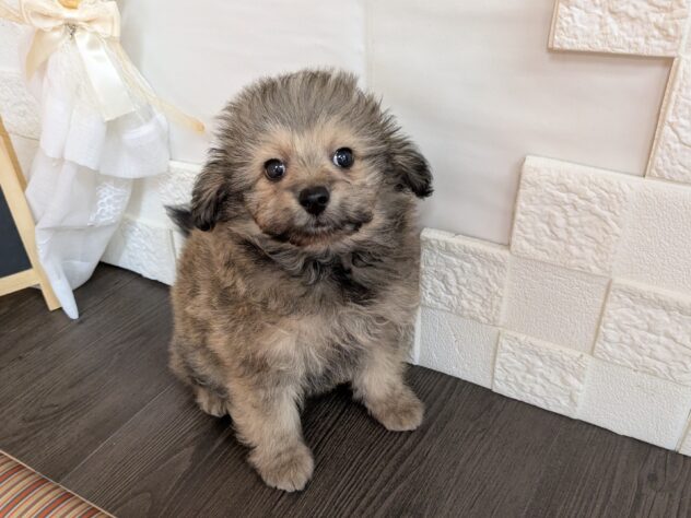 宮城県のハーフ犬・ミックス犬 (アミーゴ古川駅前店/2026年3月21日生まれ/男の子/フォーン)の子犬の1枚目の画像