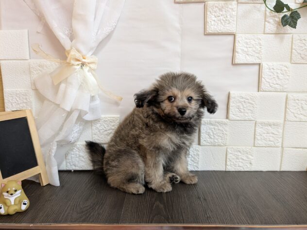 宮城県のハーフ犬・ミックス犬 (アミーゴ古川駅前店/2026年3月21日生まれ/男の子/フォーン)の子犬の2枚目の画像