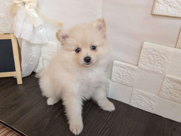 宮城県のポメラニアン (アミーゴ古川駅前店/2026年3月28日生まれ/女の子/クリーム)の子犬の1枚目の画像