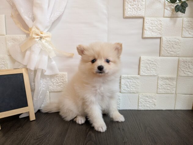 宮城県のポメラニアン (アミーゴ古川駅前店/2026年3月28日生まれ/女の子/クリーム)の子犬の2枚目の画像