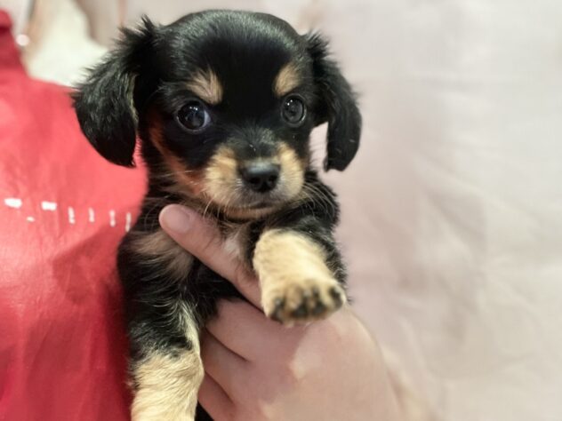 福島県のハーフ犬・ミックス犬 (アミーゴ須賀川店/2026年2月16日生まれ/男の子/ブラックタン)の子犬