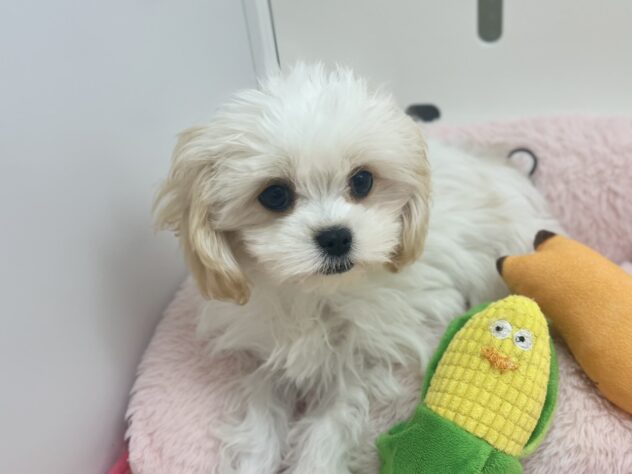 福島県のハーフ犬・ミックス犬 (アミーゴ須賀川店/2025年12月15日生まれ/女の子/ブレンハイム)の子犬