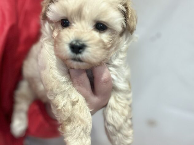 福島県のハーフ犬・ミックス犬 (アミーゴ須賀川店/2026年2月23日生まれ/男の子/アプリコット)の子犬