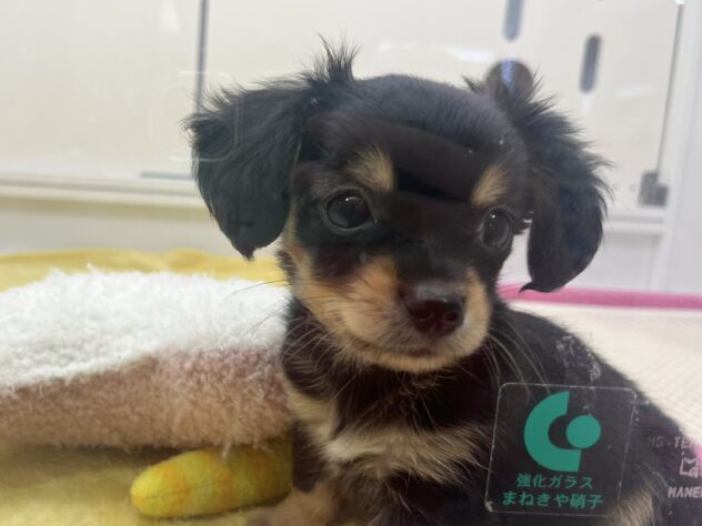 福島県のハーフ犬・ミックス犬 (アミーゴ須賀川店/2026年2月16日生まれ/男の子/ブラックタン)の子犬の2枚目の画像