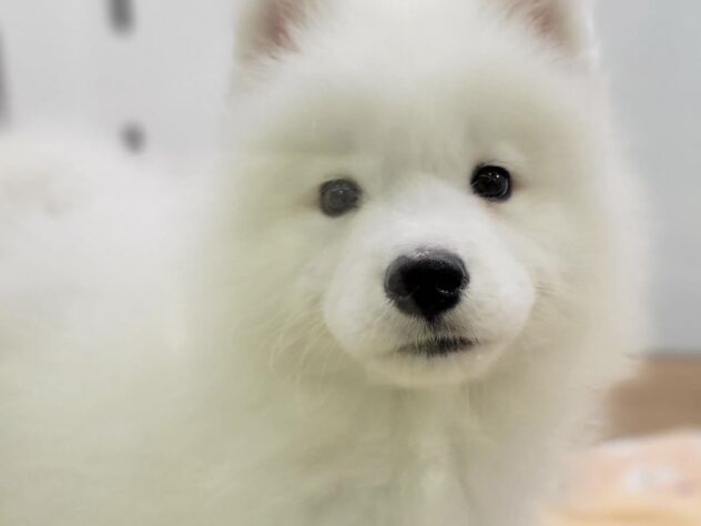 福島県のサモエド (アミーゴ須賀川店/2026年3月9日生まれ/男の子/06 ホワイト系)の子犬