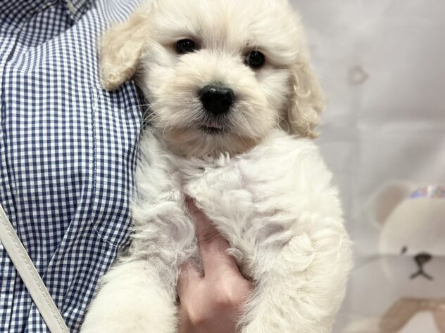 福島県のハーフ犬・ミックス犬 (アミーゴ須賀川店/2026年3月24日生まれ/女の子/クリーム)の子犬