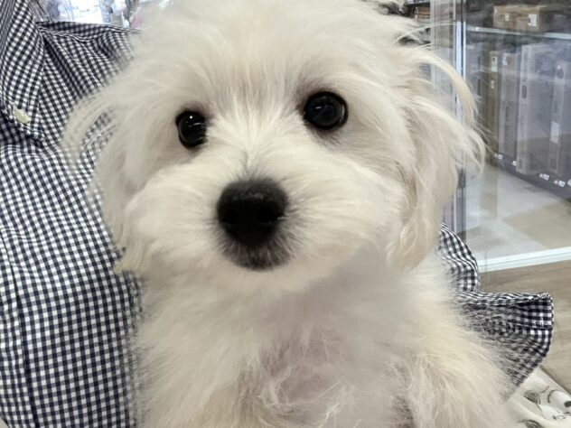 福島県のハーフ犬・ミックス犬 (アミーゴ須賀川店/2025年12月13日生まれ/女の子/クリーム)の子犬