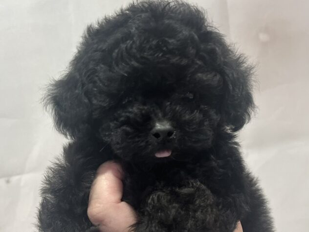福島県のトイプードル(トイ) (アミーゴ須賀川店/2026年3月17日生まれ/女の子/ブラック)の子犬の2枚目の画像