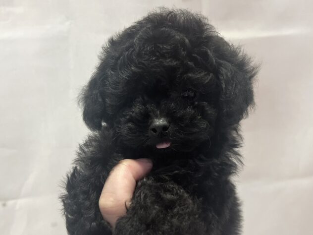 福島県のトイプードル(トイ) (アミーゴ須賀川店/2026年3月17日生まれ/女の子/ブラック)の子犬の1枚目の画像