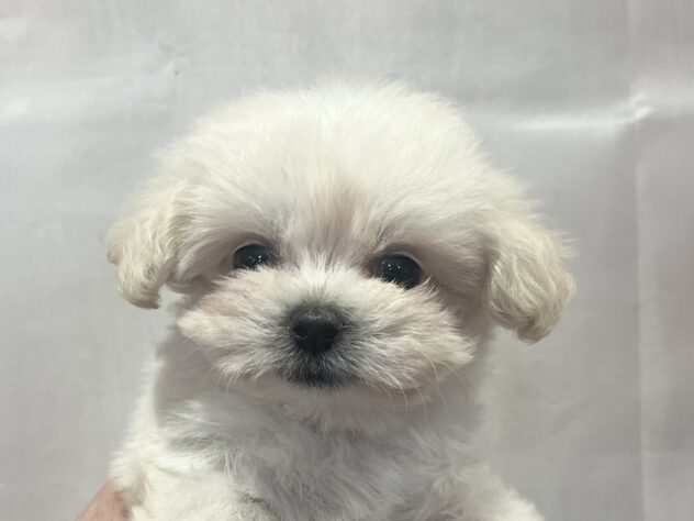 福島県のハーフ犬・ミックス犬 (アミーゴ須賀川店/2026年3月24日生まれ/男の子/クリーム)の子犬の1枚目の画像