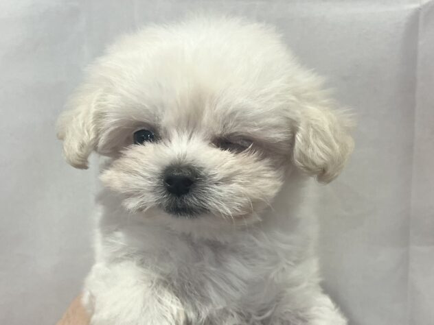 福島県のハーフ犬・ミックス犬 (アミーゴ須賀川店/2026年3月24日生まれ/男の子/クリーム)の子犬の2枚目の画像