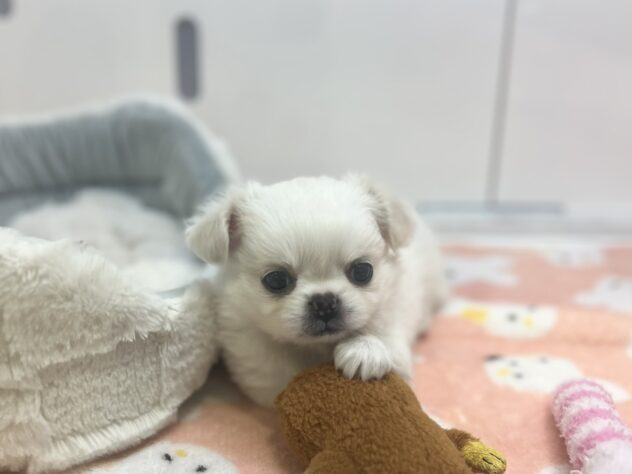 福島県のハーフ犬・ミックス犬 (アミーゴ須賀川店/2026年3月30日生まれ/女の子/ホワイトクリーム)の子犬