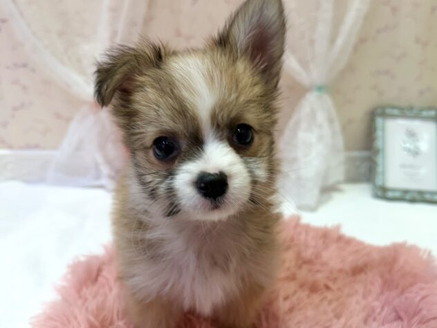 福島県のハーフ犬・ミックス犬 (アミーゴ本宮店/2026年2月9日生まれ/男の子/その他色)の子犬