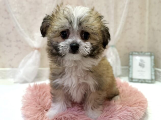 福島県のハーフ犬・ミックス犬 (アミーゴ本宮店/2026年2月1日生まれ/男の子/ゴールドホワイト)の子犬