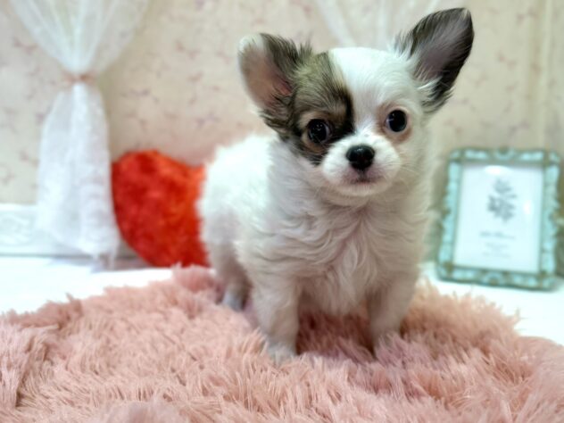 福島県のチワワ(ロング) (アミーゴ本宮店/2026年3月2日生まれ/男の子/ホワイトブラウン)の子犬