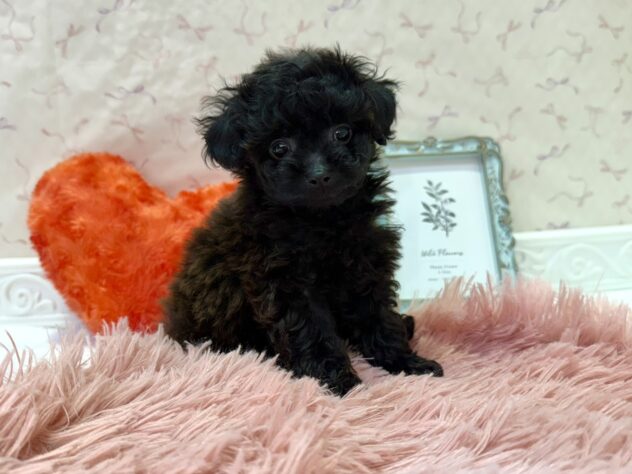 福島県のトイプードル(トイ) (アミーゴ本宮店/2026年3月17日生まれ/男の子/ブリンドル)の子犬