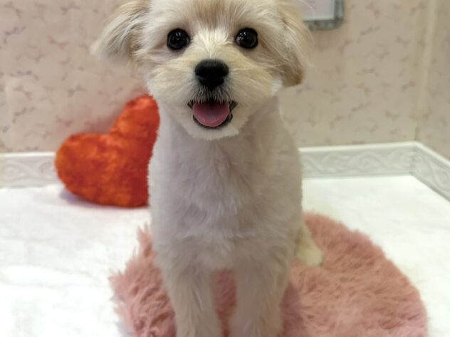 福島県のハーフ犬・ミックス犬 (アミーゴ本宮店/2025年12月13日生まれ/男の子/ホワイト)の子犬