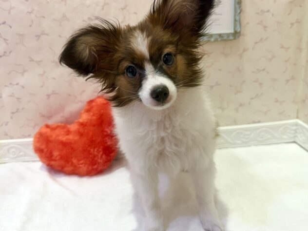 福島県のパピヨン (アミーゴ本宮店/2026年1月12日生まれ/男の子/ホワイトブラウン)の子犬