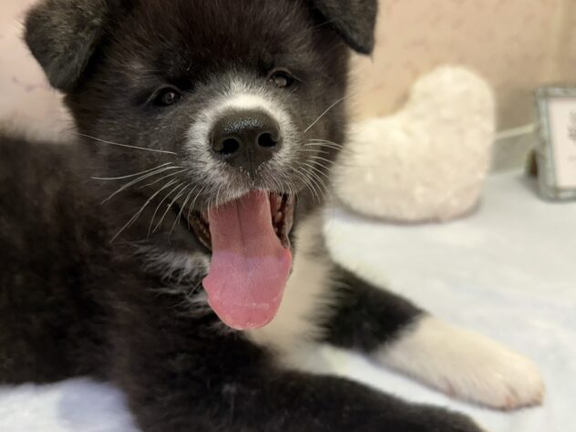 福島県の秋田犬 (アミーゴ本宮店/2026年3月9日生まれ/男の子/黒虎)の子犬