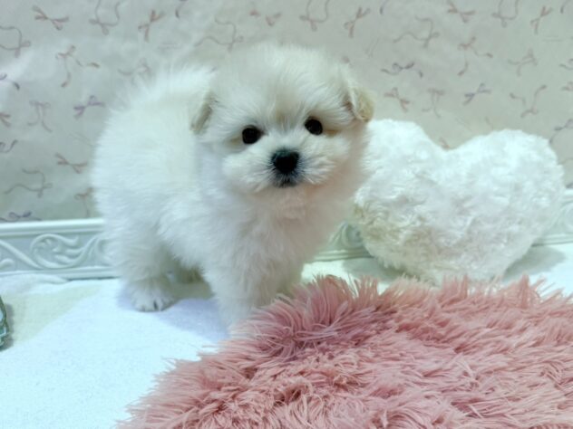 福島県のハーフ犬・ミックス犬 (アミーゴ本宮店/2026年3月29日生まれ/女の子/ホワイト)の子犬