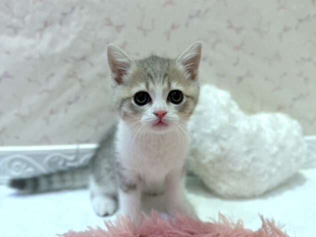 福島県のマンチカン (アミーゴ本宮店/2026年3月31日生まれ/男の子/ブルータビーホワイト)の子猫