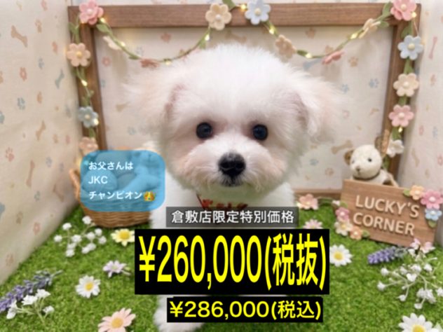 岡山県のビションフリーゼ (アミーゴ倉敷店/2026年3月22日生まれ/女の子/ホワイト)の子犬