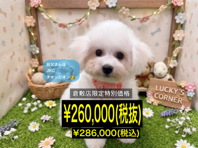 岡山県のビションフリーゼ (アミーゴ倉敷店/2026年3月22日生まれ/女の子/ホワイト)の子犬