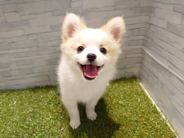 新潟県のハーフ犬・ミックス犬 (アミーゴ新発田店/2026年3月18日生まれ/女の子/ホワイトクリーム)の子犬の1枚目の画像