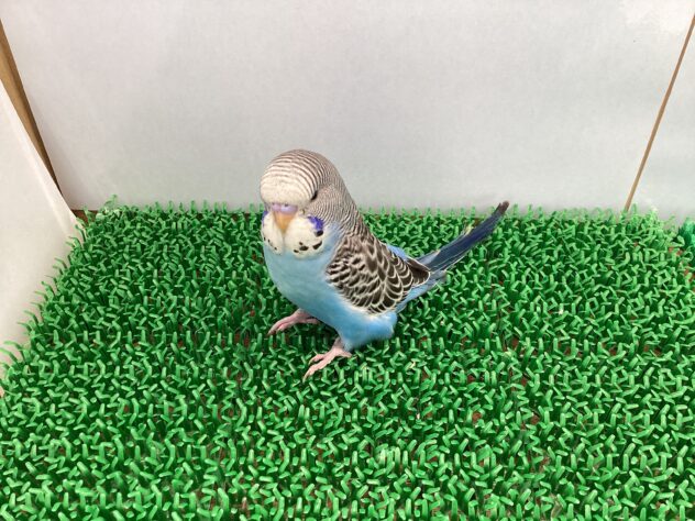 ジャンボセキセイインコ | ペットワールド アミーゴ