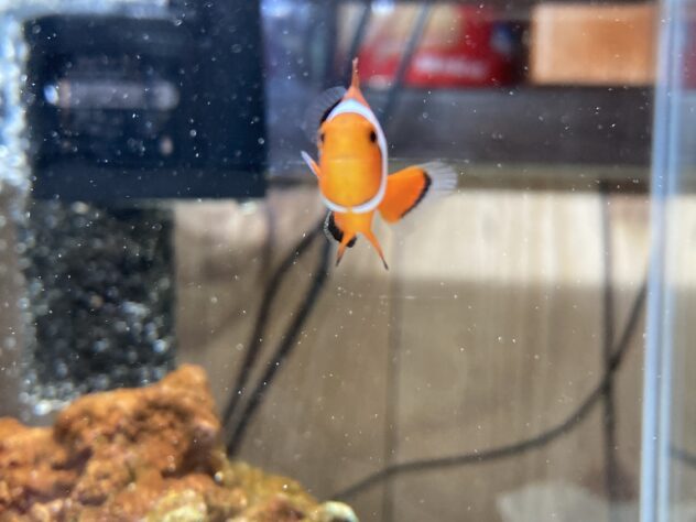 いち