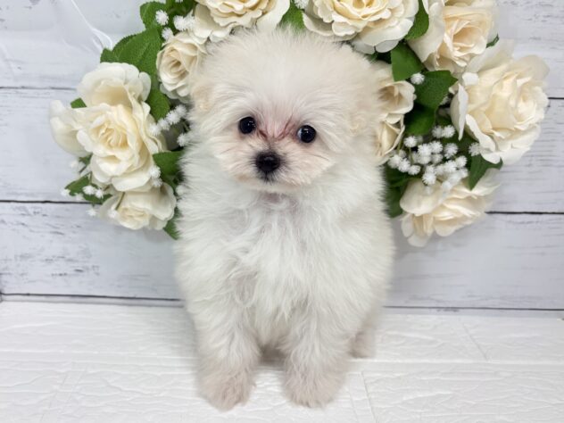 宮城県のハーフ犬・ミックス犬 (アミーゴ仙台富沢店/2026年3月9日生まれ/女の子/クリーム)の子犬