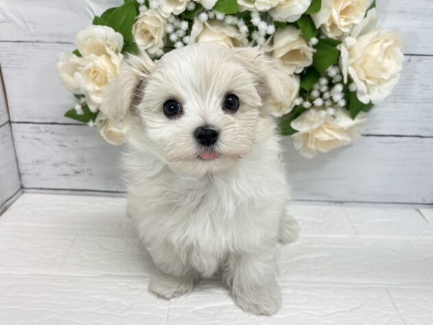 宮城県のマルチーズ (アミーゴ仙台富沢店/2026年3月30日生まれ/男の子/ホワイト)の子犬