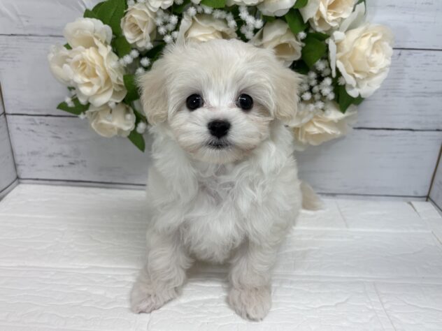 宮城県のハーフ犬・ミックス犬 (アミーゴ仙台富沢店/2026年3月23日生まれ/女の子/ホワイト)の子犬
