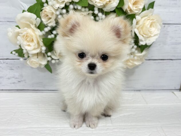宮城県のハーフ犬・ミックス犬 (アミーゴ仙台富沢店/2026年3月23日生まれ/女の子/クリーム)の子犬の1枚目の画像