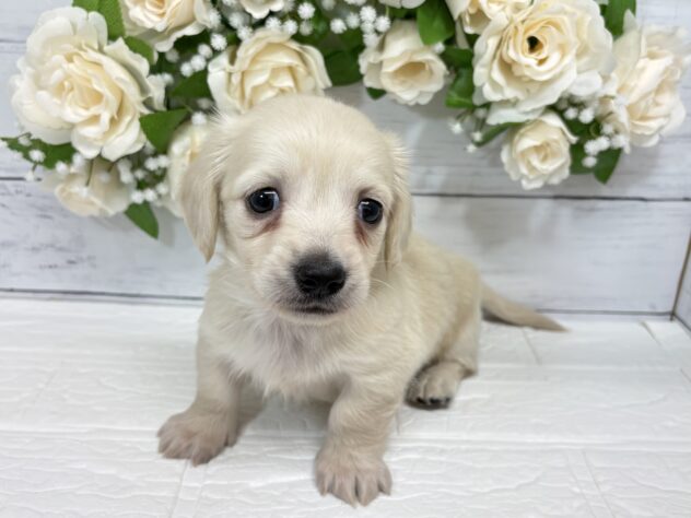 宮城県のハーフ犬・ミックス犬 (アミーゴ仙台富沢店/2026年3月10日生まれ/男の子/クリーム)の子犬